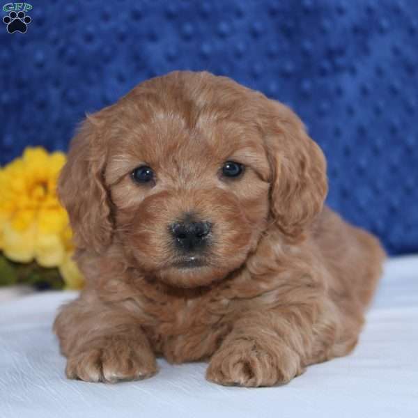 Norton, Mini Goldendoodle Puppy