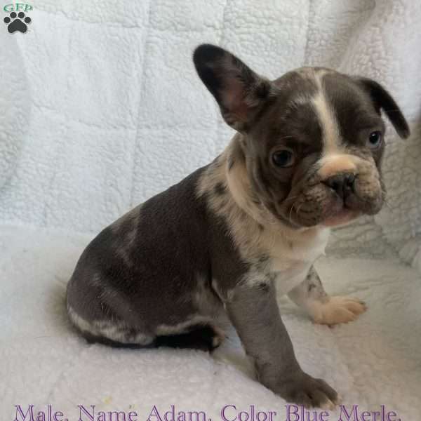 Adam, French Bulldog Puppy