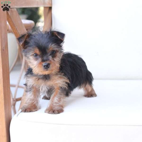 Prince, Yorkie Puppy