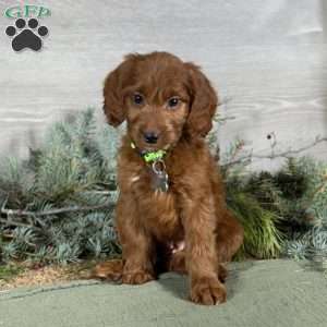 Benji, Goldendoodle Puppy