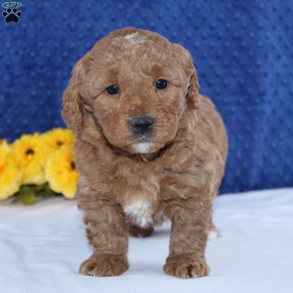 Noah, Mini Goldendoodle Puppy