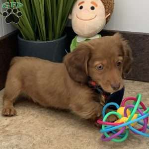 Adam, Dachshund Puppy