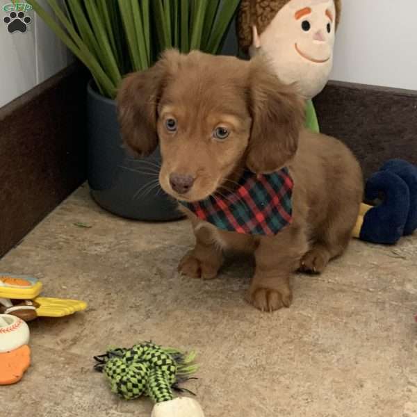 Adam, Dachshund Puppy