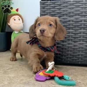 Adam, Dachshund Puppy