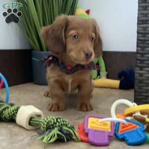 Adam, Dachshund Puppy