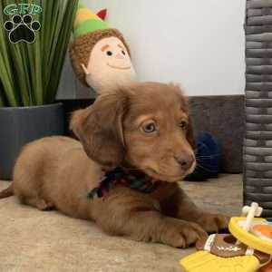 Adam, Dachshund Puppy