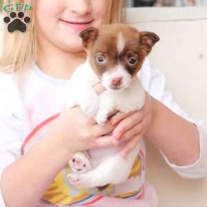 Poppy, Jack Russell Terrier Puppy