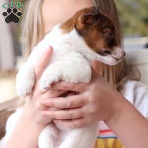 Poppy, Jack Russell Terrier Puppy