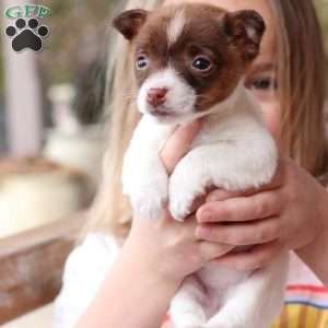 Poppy, Jack Russell Terrier Puppy