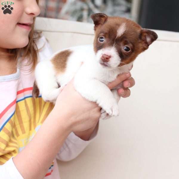 Poppy, Jack Russell Terrier Puppy