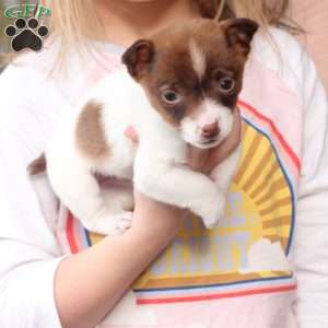 Poppy, Jack Russell Terrier Puppy