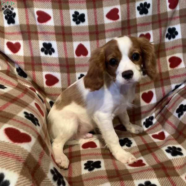 Benny, Cavalier King Charles Spaniel Puppy