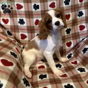 Benny, Cavalier King Charles Spaniel Puppy