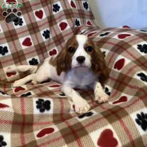 Benny, Cavalier King Charles Spaniel Puppy