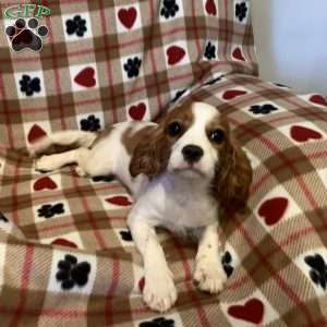 Benny, Cavalier King Charles Spaniel Puppy