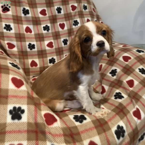 Baxter, Cavalier King Charles Spaniel Puppy