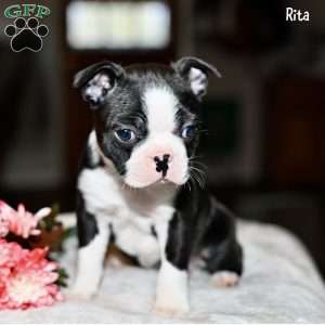 Rita, Boston Terrier Puppy