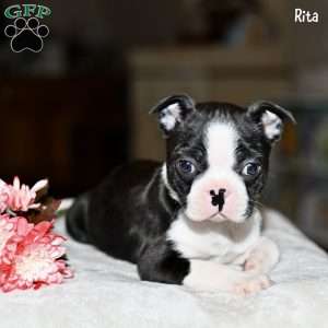 Rita, Boston Terrier Puppy