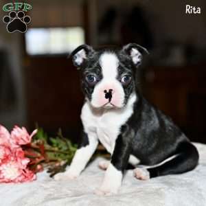 Rita, Boston Terrier Puppy