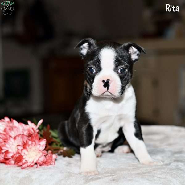 Rita, Boston Terrier Puppy