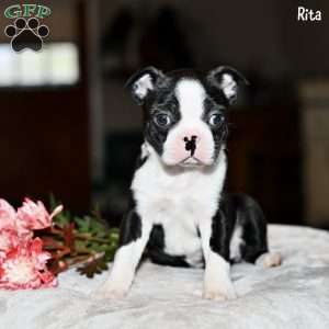 Rita, Boston Terrier Puppy