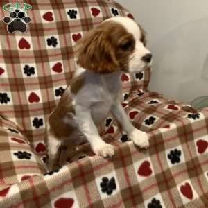 Brody, Cavalier King Charles Spaniel Puppy