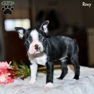 Roxy, Boston Terrier Puppy