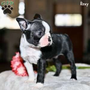 Roxy, Boston Terrier Puppy