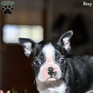 Roxy, Boston Terrier Puppy