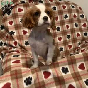 Brody, Cavalier King Charles Spaniel Puppy