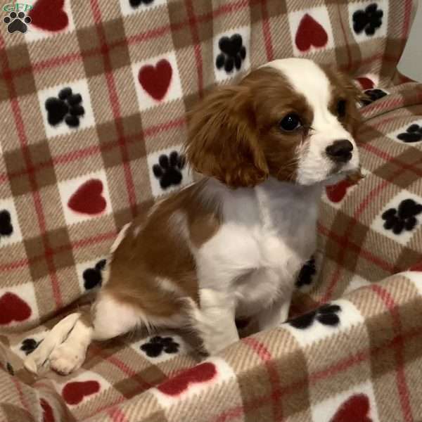 Brody, Cavalier King Charles Spaniel Puppy