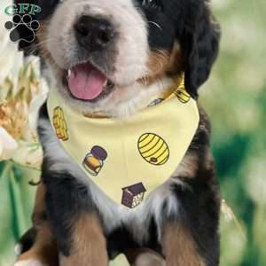 Layton, Bernese Mountain Dog Puppy