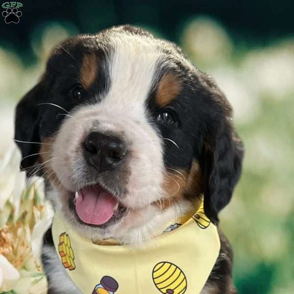 Layton, Bernese Mountain Dog Puppy