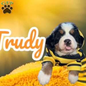 Trudy, Bernese Mountain Dog Puppy