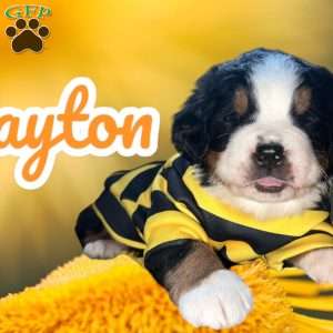 Layton, Bernese Mountain Dog Puppy