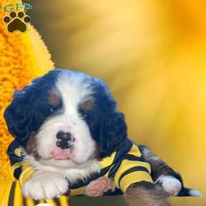 Larry, Bernese Mountain Dog Puppy