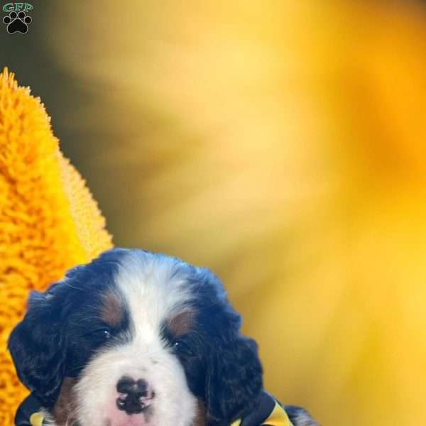 Larry, Bernese Mountain Dog Puppy