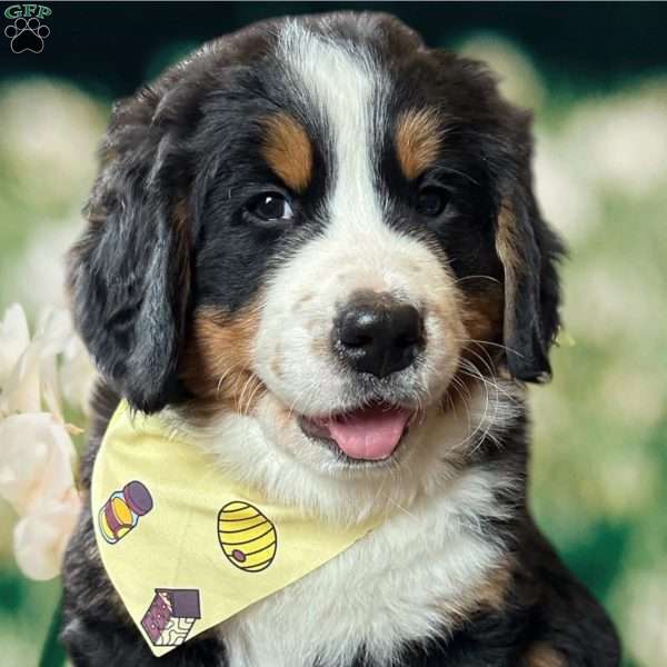 Lou Lo, Bernese Mountain Dog Puppy