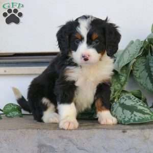 Raya, Mini Bernedoodle Puppy