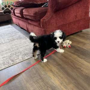 Unity, Mini Bernedoodle Puppy