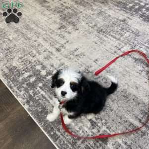 Unity, Mini Bernedoodle Puppy