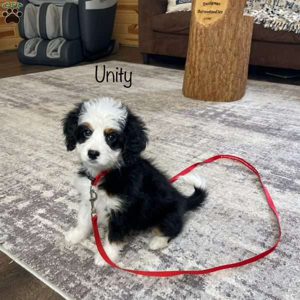 Unity, Mini Bernedoodle Puppy