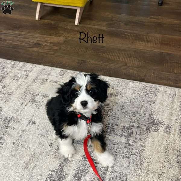 Rhett, Mini Bernedoodle Puppy