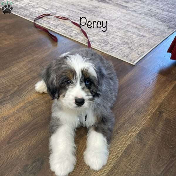 Percy, Mini Bernedoodle Puppy