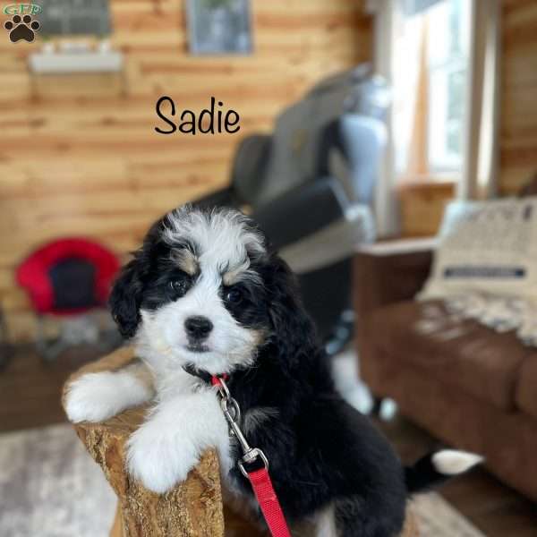 Sadie, Mini Bernedoodle Puppy