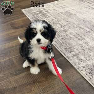 Sadie, Mini Bernedoodle Puppy