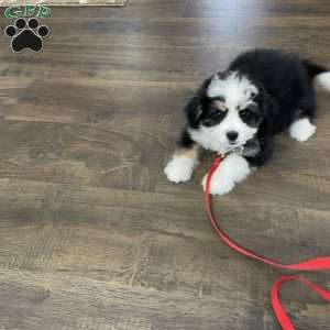 Sadie, Mini Bernedoodle Puppy