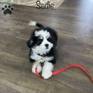 Sadie, Mini Bernedoodle Puppy