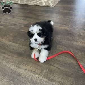 Sadie, Mini Bernedoodle Puppy