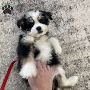 Sadie, Mini Bernedoodle Puppy